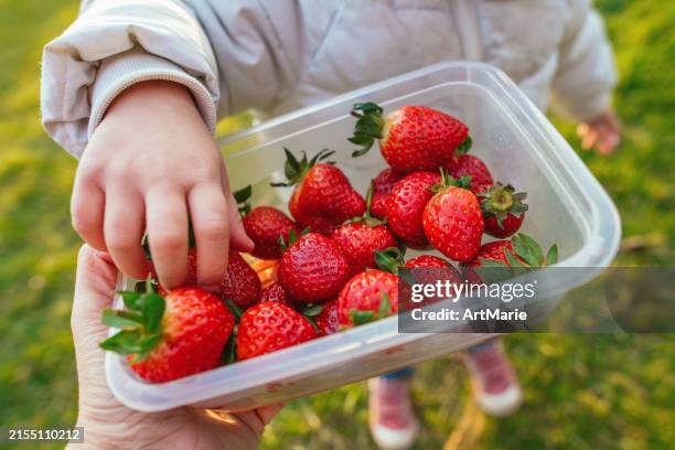 kind, das im frühling erdbeeren aus einem plastikbehälter im freien nimmt - ungewöhnliche ansicht stock-fotos und bilder
