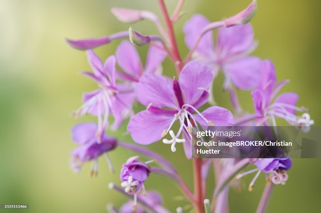 Blooming sally (Epilobium angustifolium), North Rhine-Westphalia, Germany, Europe