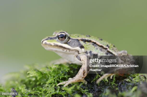 True Frogs Example 348 True Frog Stock Photos, High-Res Pictures, and Images - Getty Images