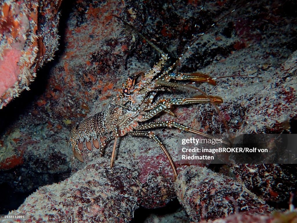 A crayfish with a striking pattern, guinea chick crayfish (Panulirus guttatus), on the seabed. Dive site John Pennekamp Coral Reef State Park, Key Largo, Florida Keys, Florida, USA, North America