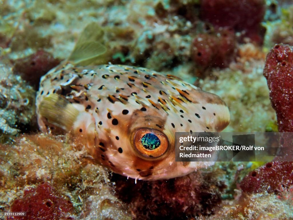 A small pufferfish with large eyes, brown spotted hedgehogfish (Diodon holocanthus), dive site Nursery, Pompano Beach, Florida, USA, North America