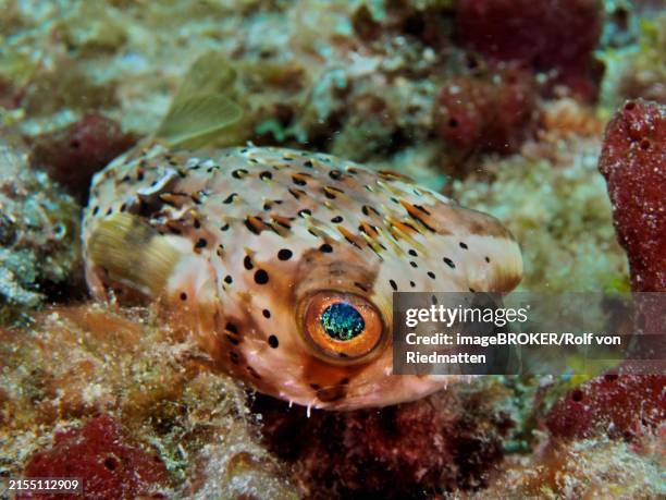 A Small Pufferfish With Large Eyes Brown Spotted Hedgehogfish Dive Site Nursery Pompano Beach Florida Usa North America High-Res Stock Photo