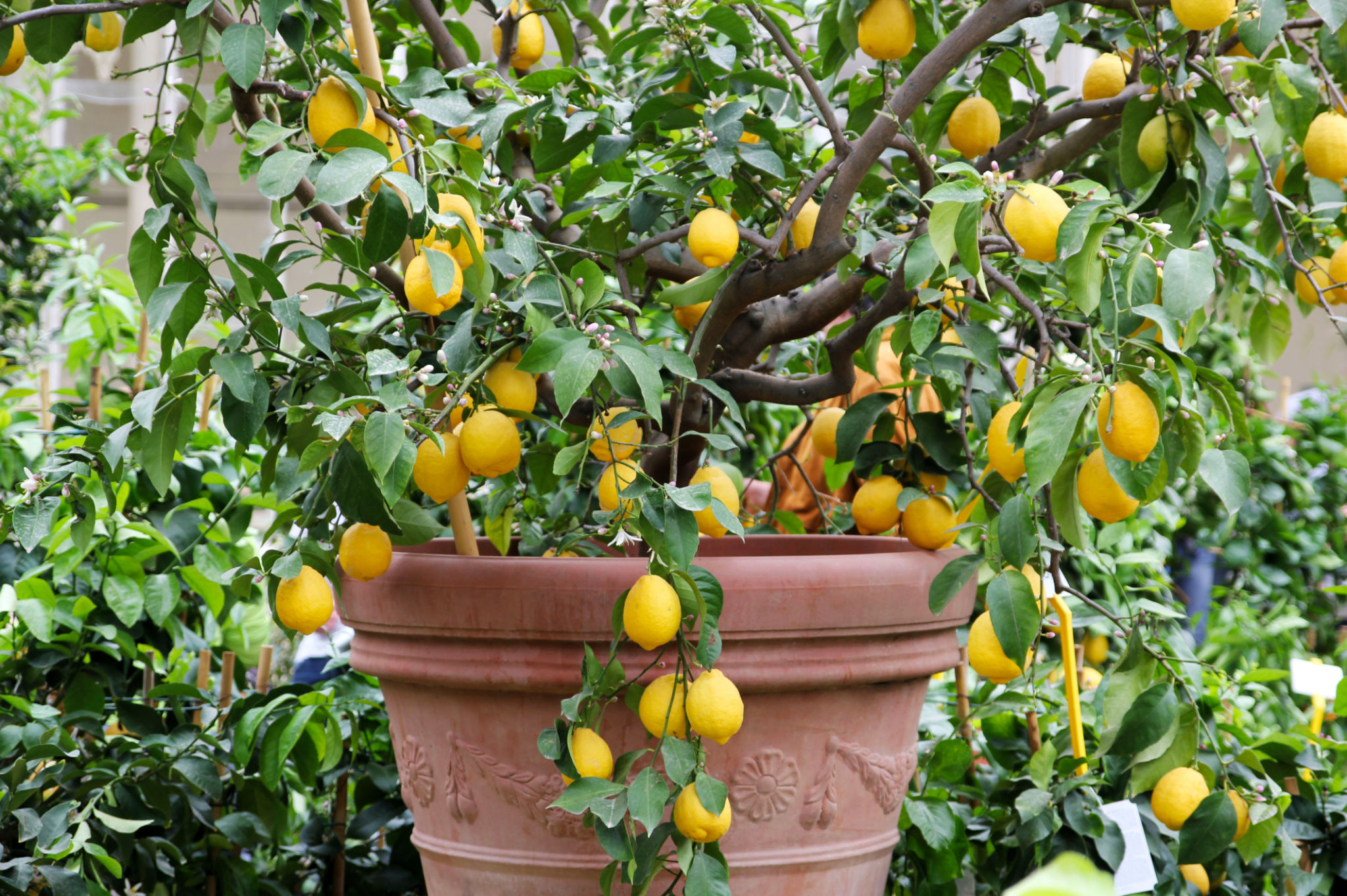 plant pots