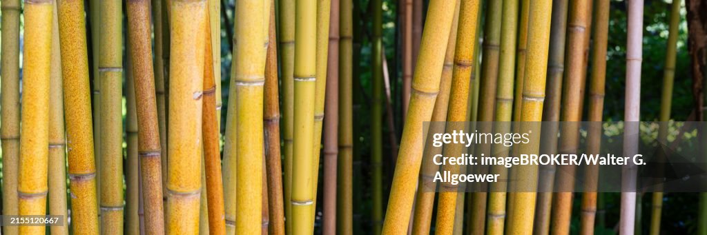 Rough yellow bamboo, Phyllostachys aureosulcata, Lake Constance region, Baden-Wuerttemberg, Germany, Europe