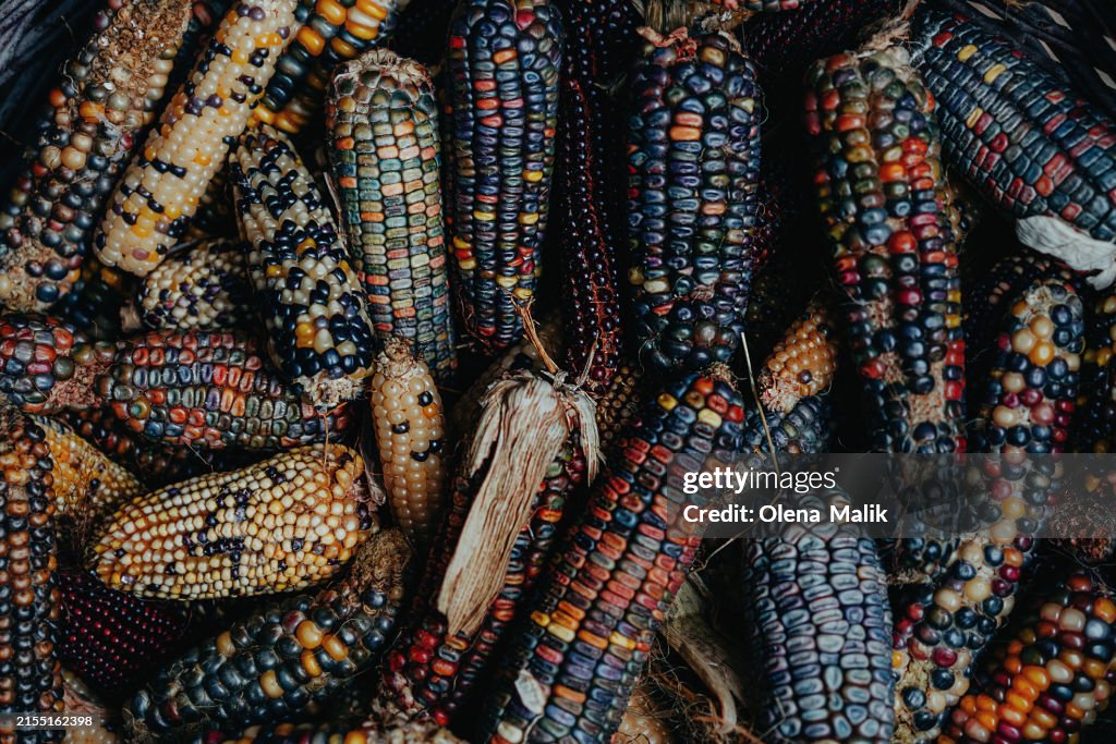 Multi colored autumn Indian corn at farmers market