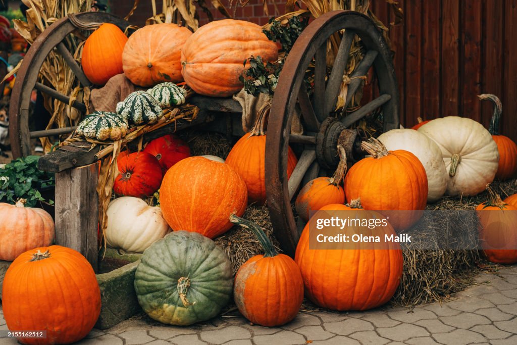 Various types of pumpkins at autumn farmers market