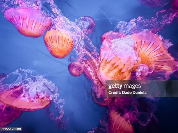 jellyfish medusa lychnorhiza - quallen stock-fotos und bilder