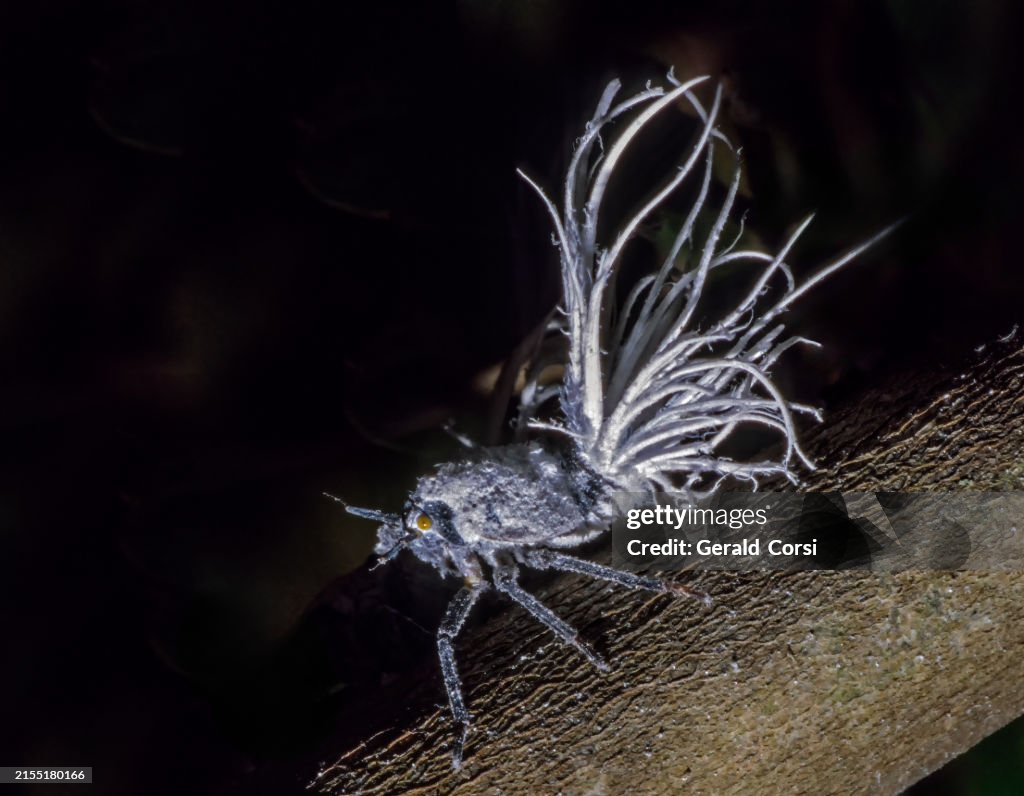 Flatida rosea, the flower-spike bug or the flatid leaf bug, is a species of planthopper in the family Flatidae. It is found in tropical dry forests in Madagascar, and the adult insects are gregarious, the groups orienting themselves in such a way that the