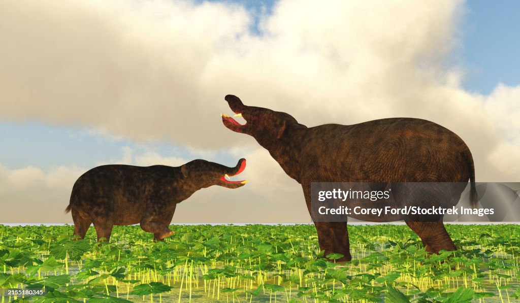 A pair of Platybelodon dinosaurs confront each other in disagreement