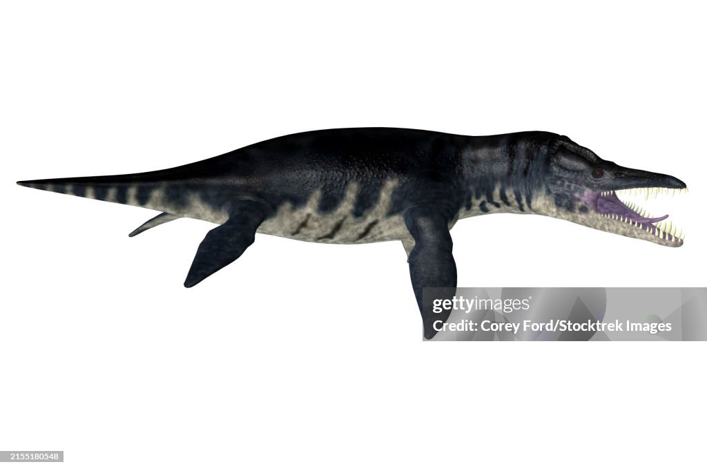 Liopleurodon aquatic reptile, side view on white background