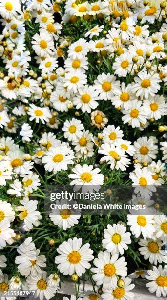 seaside chamomile - pianta di camomilla foto e immagini stock