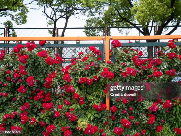 iron fence and rose - angiosperma fotografías e imágenes de stock