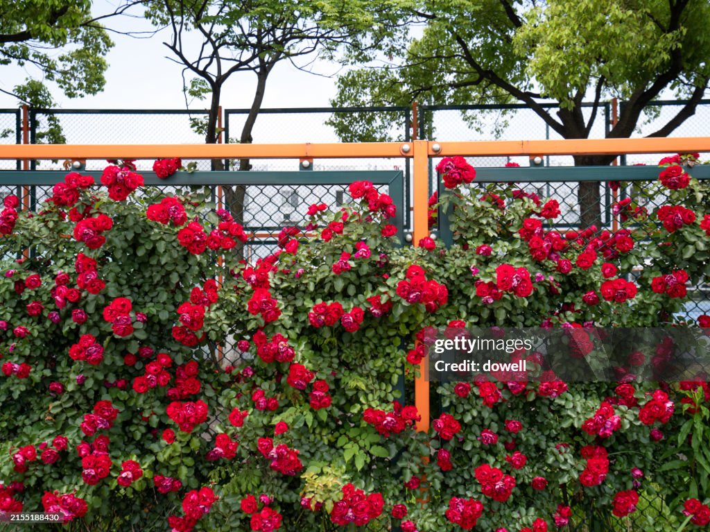 Iron fence and rose