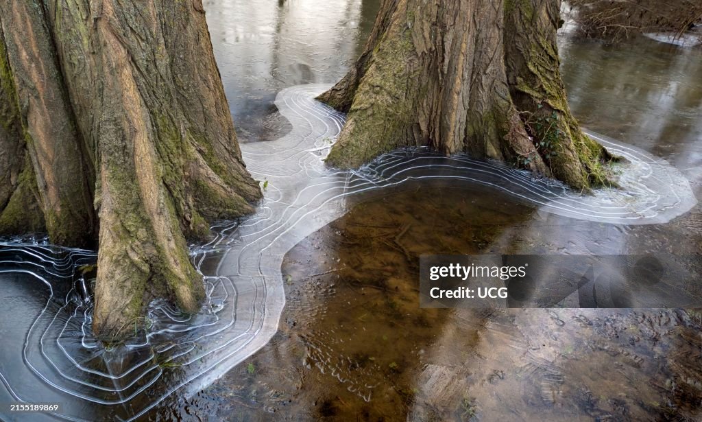Strange concentric ice rings form around trees by the Thames as flooded land then freezes0