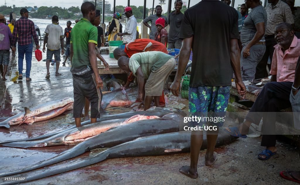 Shark fins being cut, Dar es Salaam, Tanzania