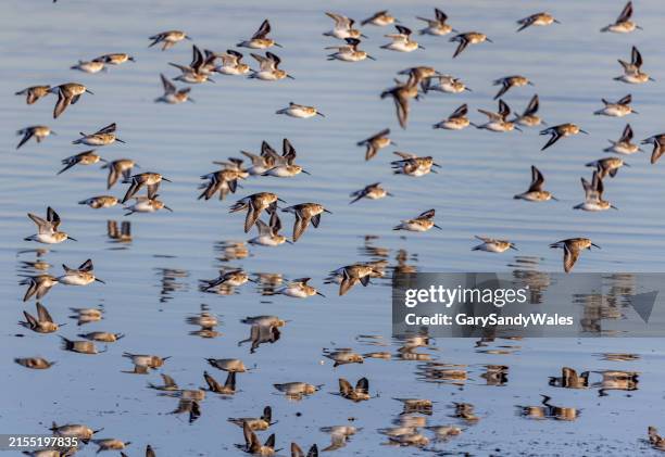 dunlins (sandpiper) in flight overf boundary bay, delta, british columbia, canada. - grote groep dieren stockfoto's en -beelden