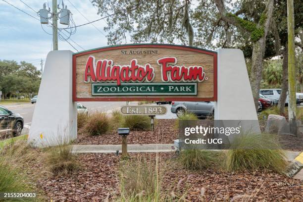 Aligator Rbc 64 Augustine Alligator Farm Zoological Park Stock Photos, High-Res ...