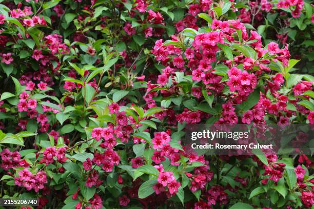Weigelia