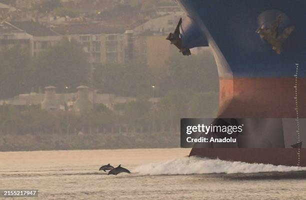 Dolphins swimming along with the boats at the Bosphorus are seen from Sarayburnu district of Istanbul, Turkiye on June 03, 2024.