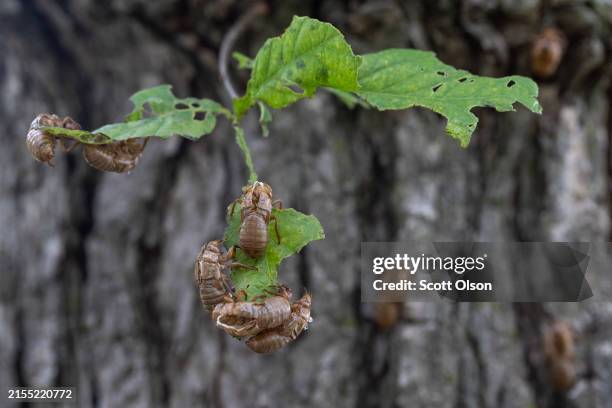 Shell On Tree 305 Cicada Shells Stock Photos, High-Res Pictures, and Images - Getty ...