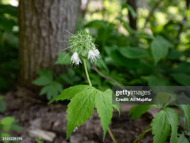 22 Waterleaf Stock Photos, High-Res Pictures, and Images - Getty Images