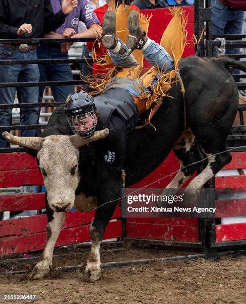 Ontario Rodeo Bull Riding 44 Brooklin Ontario Stock Photos, High-Res Pictures, and Images - Getty ...