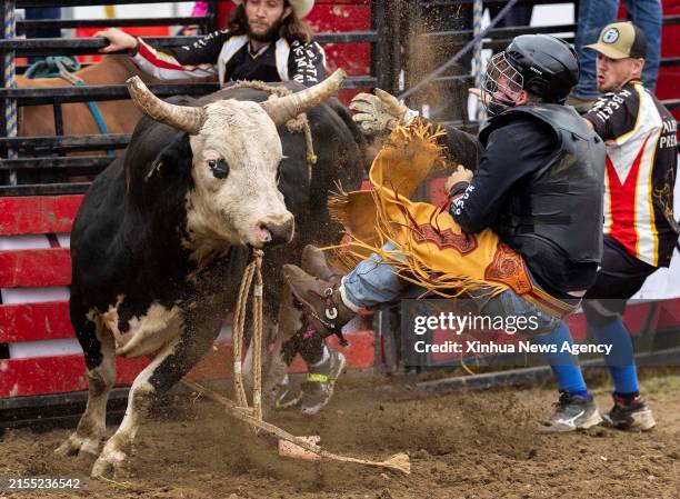 Ontario Rodeo Bull Riding 29 Ram Rodeo Tour Stock Photos, High-Res Pictures, and Images - Getty ...