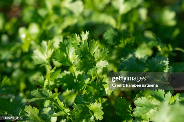 fresh green coriander leaves in sunlight - coriandre photos et images de collection