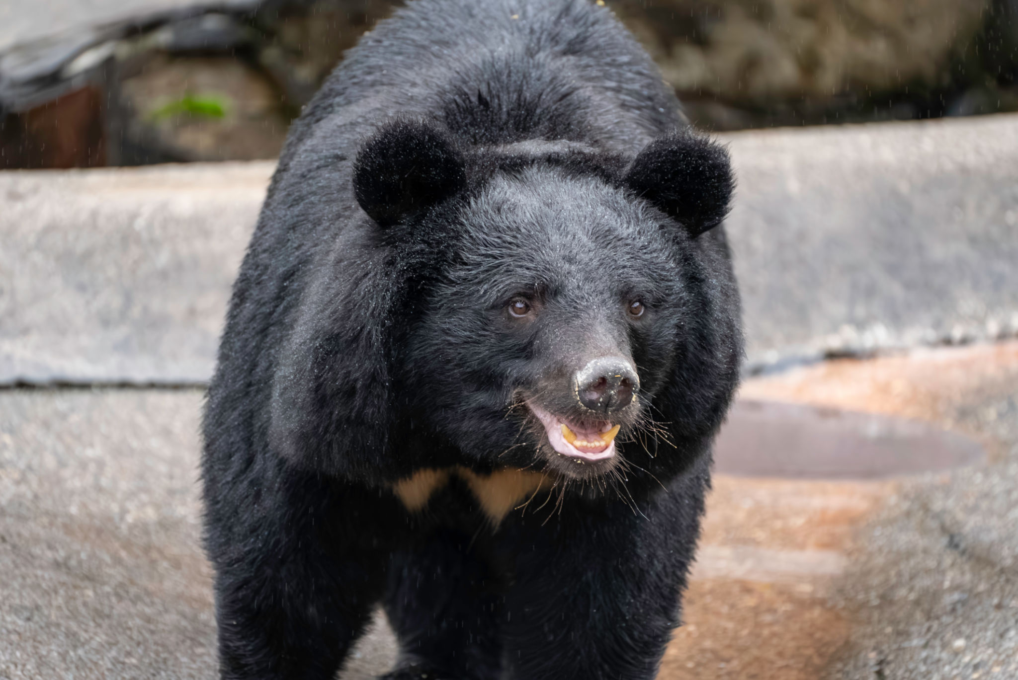 wildlife rehabilitation