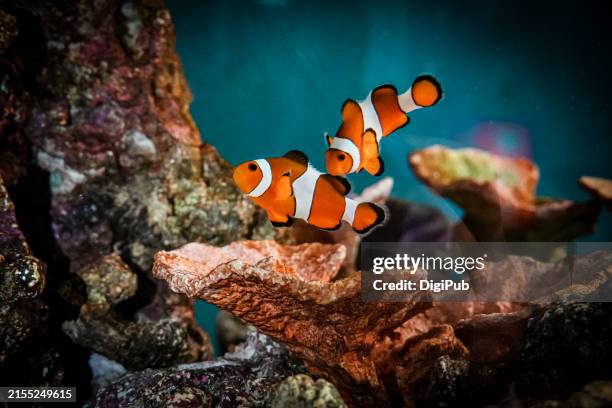 clownfish swimming in a vibrant coral reef aquarium - tropischer fisch stock-fotos und bilder