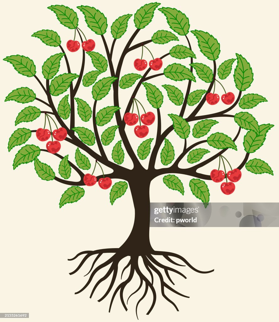 Cherry tree background .