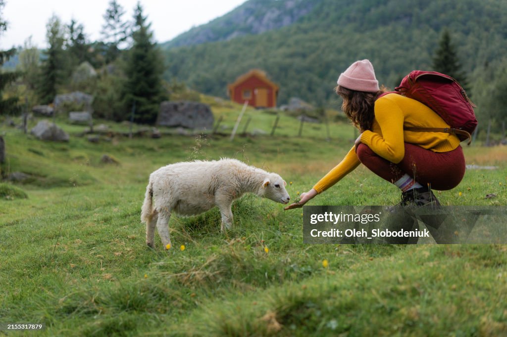 Woman with sheep in Norwegian countryside