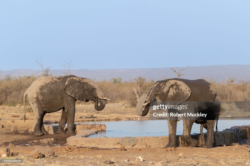 To elephant drink at a dam