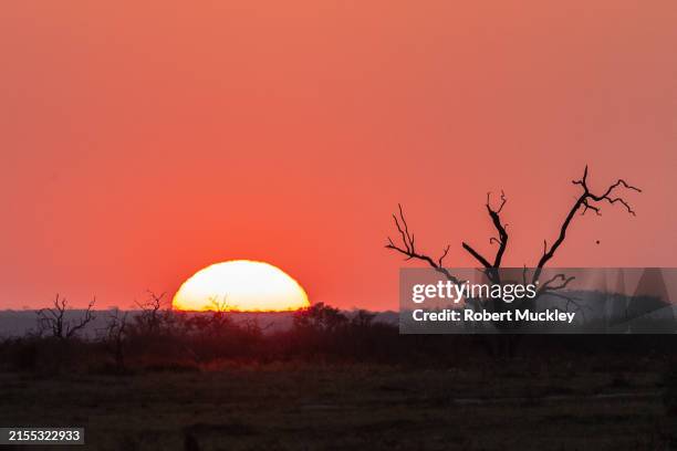 madikwe sunset - wildschutzgebiet madikwe stock-fotos und bilder