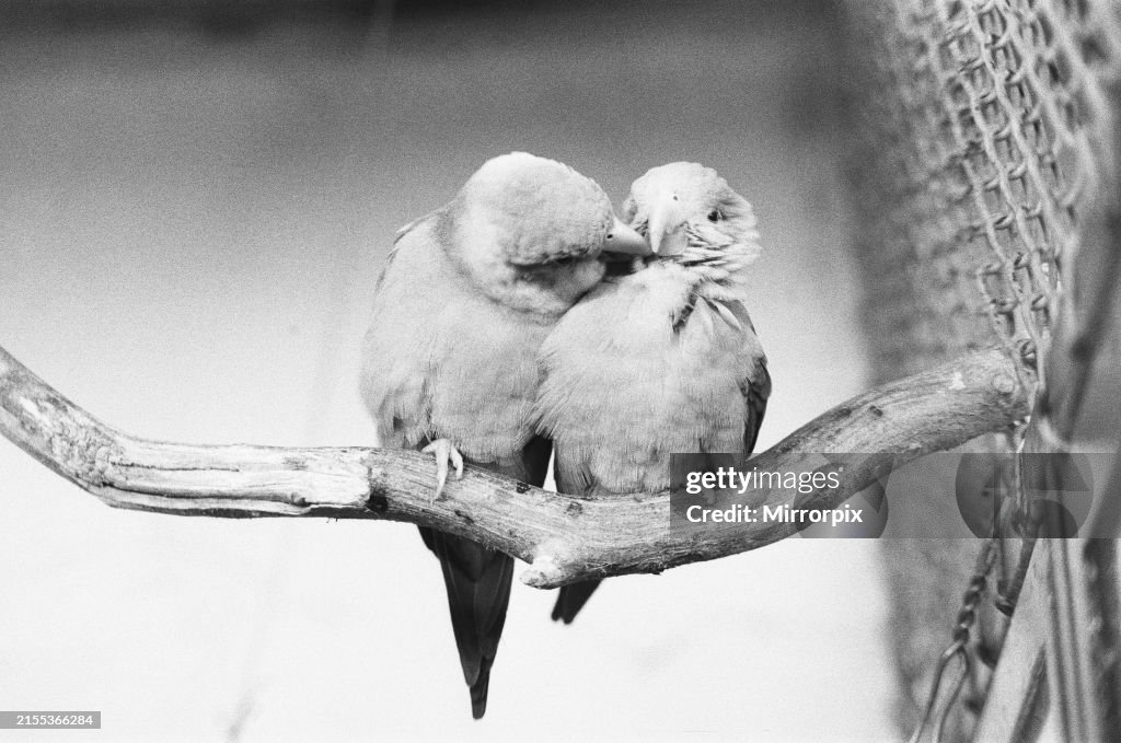Parakeets In London Zoo, 1973