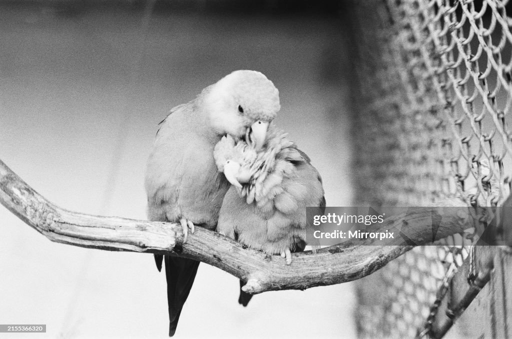 Parakeets In London Zoo, 1973