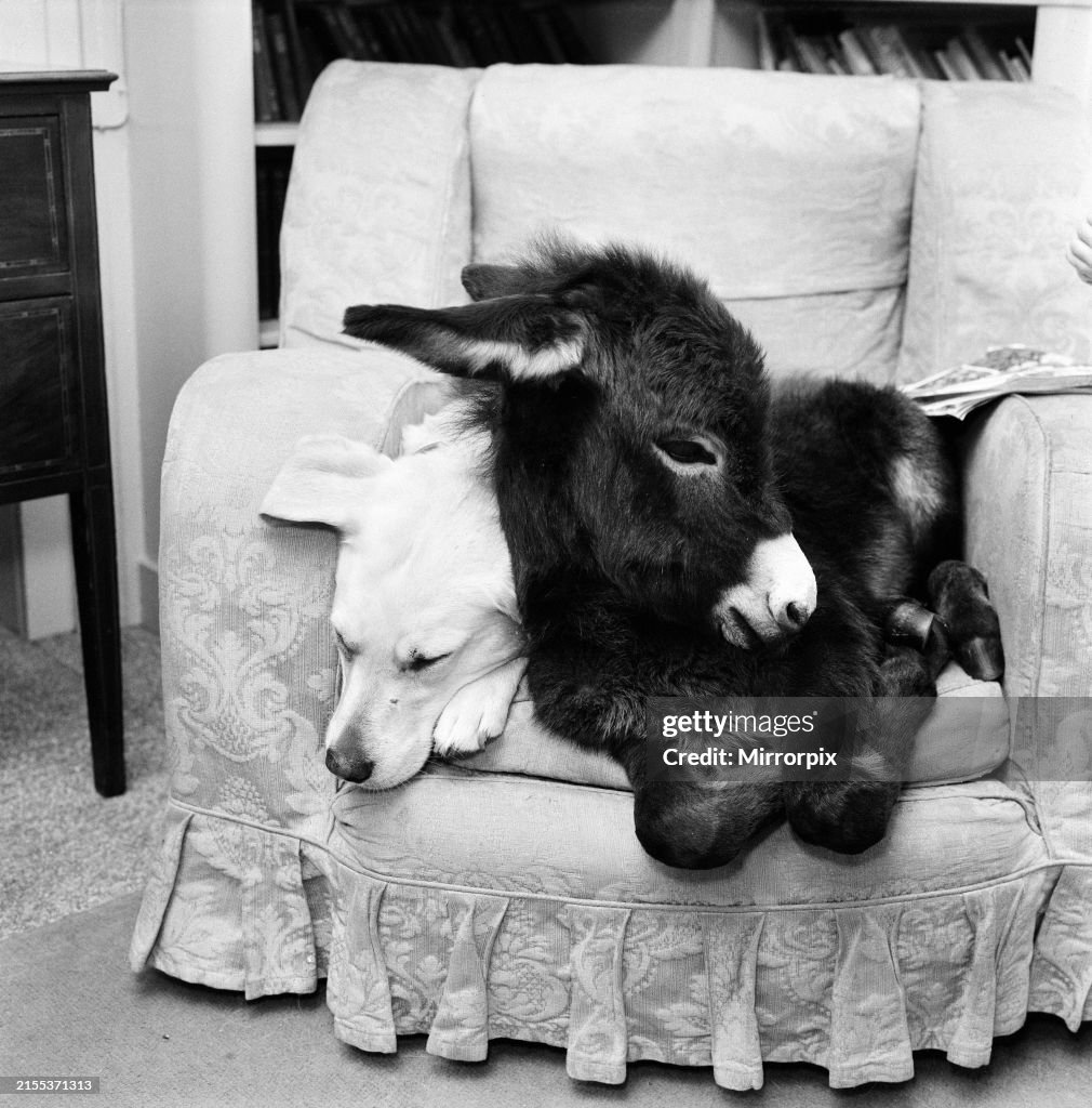 Donkey Foal And Dog, 1976