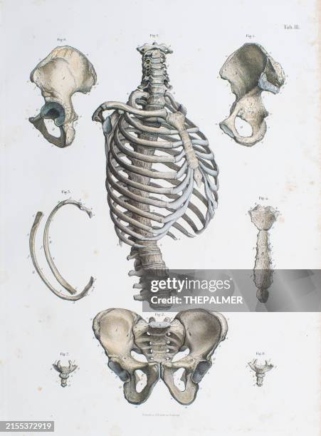 Atlas Ribs 6,397 Anatomy Of Ribs Stock Photos, High-Res Pictures, and Images ...