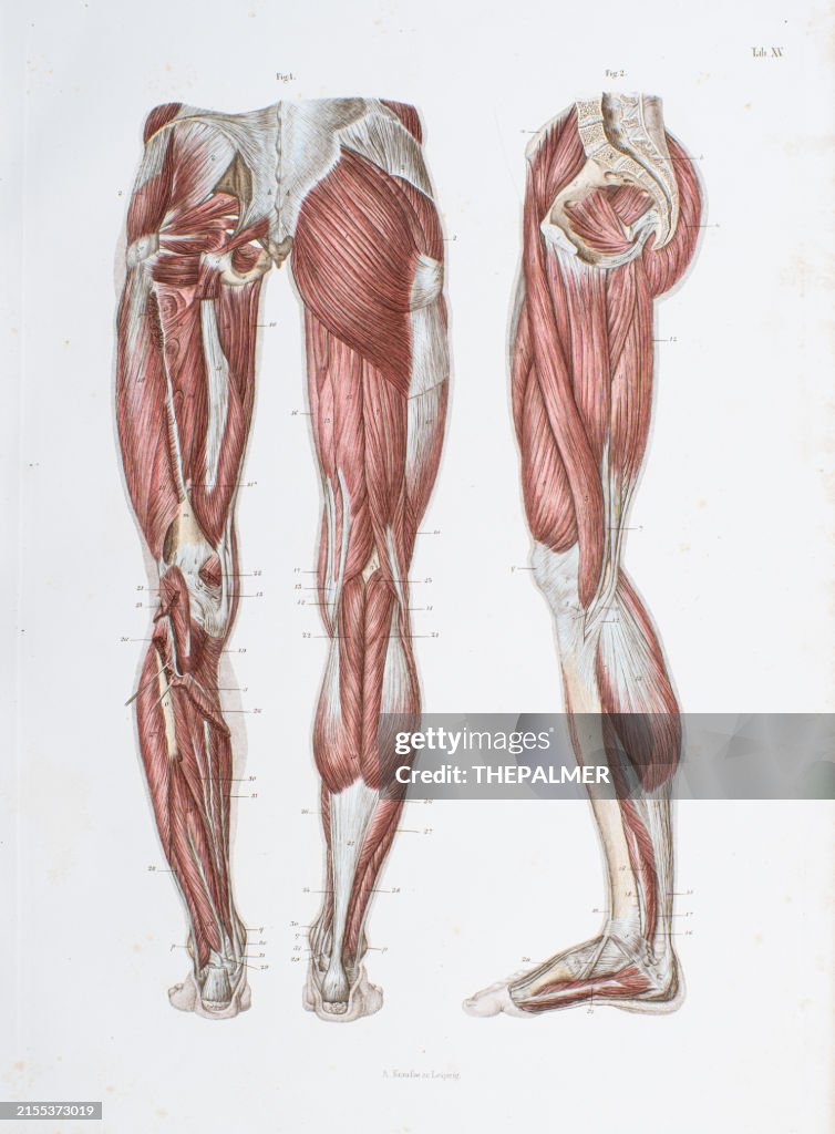 Muscles: Dorsal and medial legs surface - Steel engraving from Hand Atlas of Human Anatomy - 1860