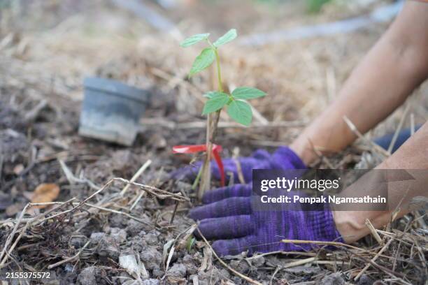 plant tree - sapling stock pictures, royalty-free photos & images