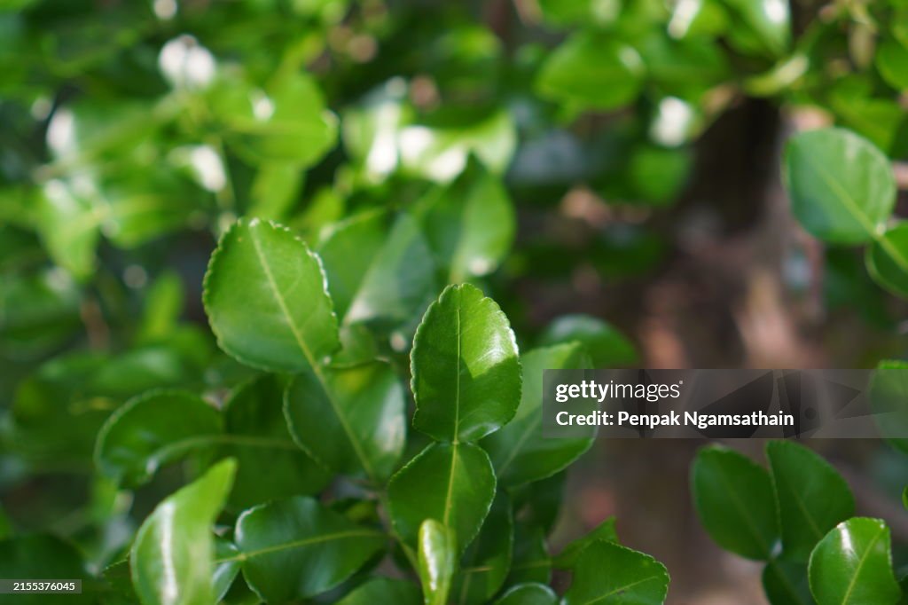 Thorns tree kaffir lime, Leech Lime Citrus hystrix DC Scientific name rough skin green vegetable on tree in garden nature background