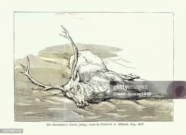 skizze eines toten hirsches, das opfer des deerstalkers, nach edwin landseer, vintage-illustration, 19. jahrhundert - totes tier stock-grafiken, -clipart, -cartoons und -symbole