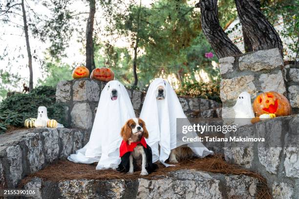 dogs are celebrating halloween outdoor, jack-o-lantern as decoration. greeting card or poster. - abbigliamento per animali domestici foto e immagini stock
