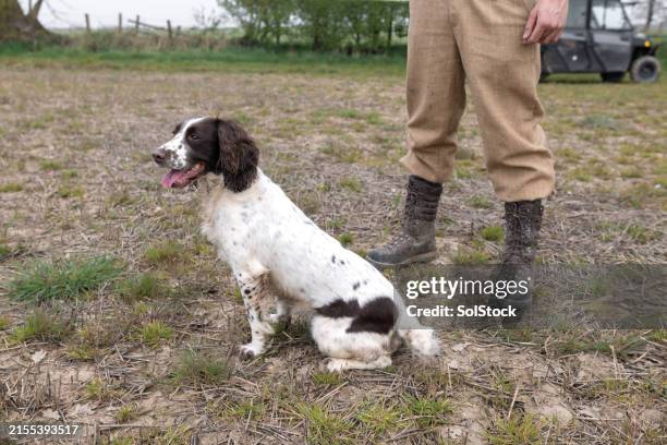 farmer - spaniel stock pictures, royalty-free photos & images