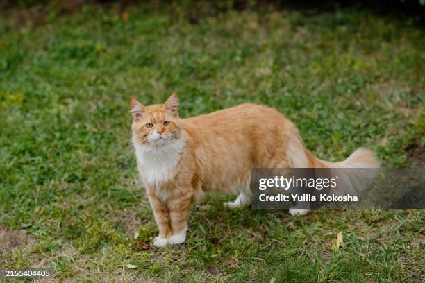 red cat walks . portrait of cat waiting and looking for its owner. a homeless, hungry, sterilized and vaccinated cat on the street - weidekätzchen stock-fotos und bilder