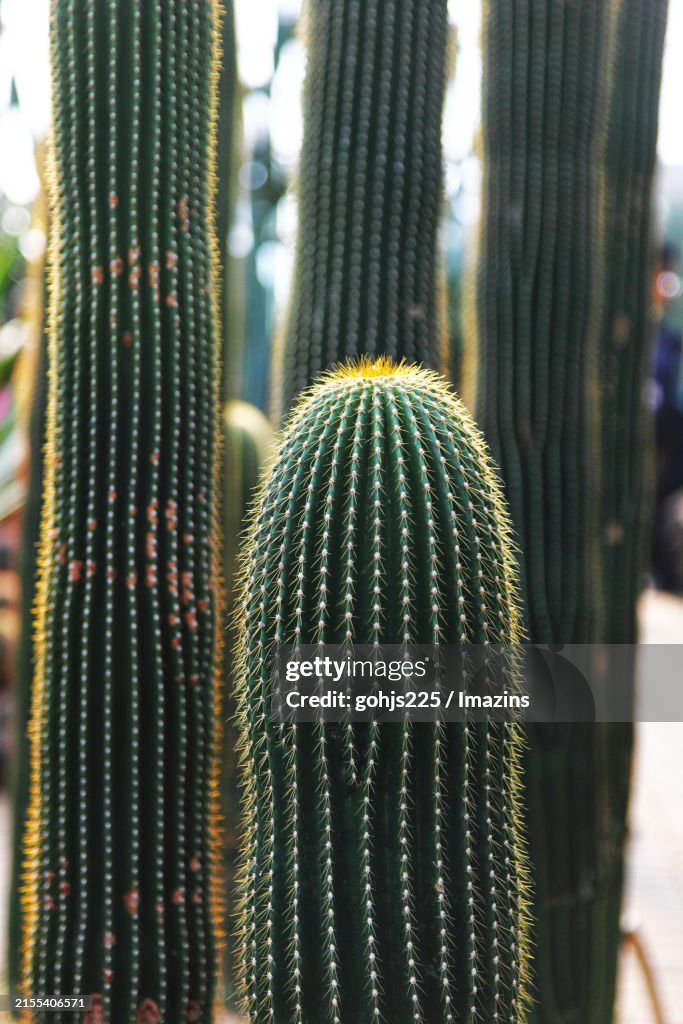 Cactus