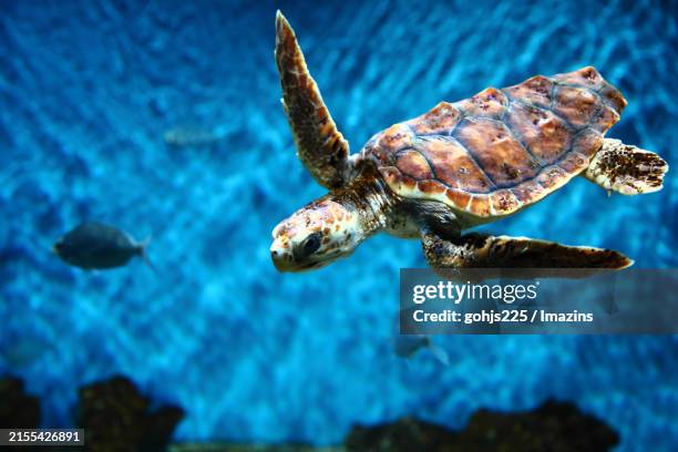 sea turtle swimming in an aquarium - infanterie de marine photos et images de collection