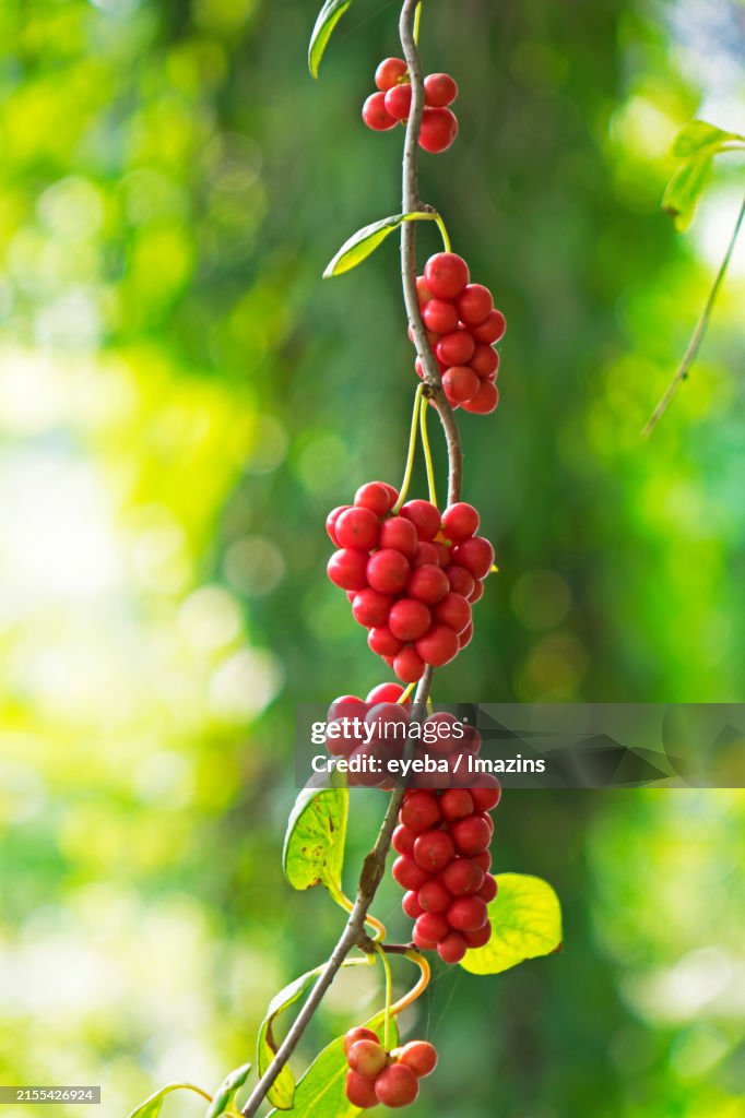 Schisandra fruit