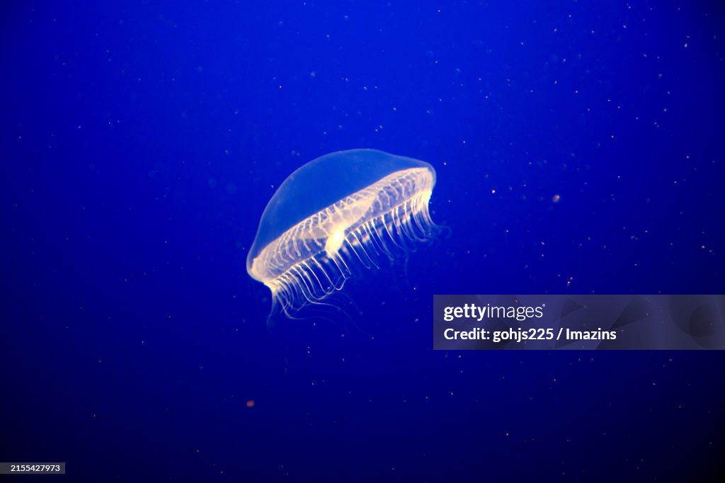 Water jellyfish swimming in an aquarium
