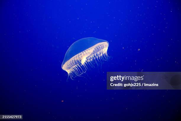 water jellyfish swimming in an aquarium - underwater camera stock pictures, royalty-free photos & images